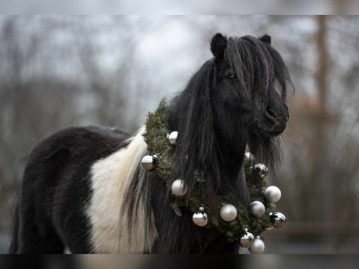 Mini Shetland Pony Stallion 11 years 8,1 hh Pinto in Fronreute