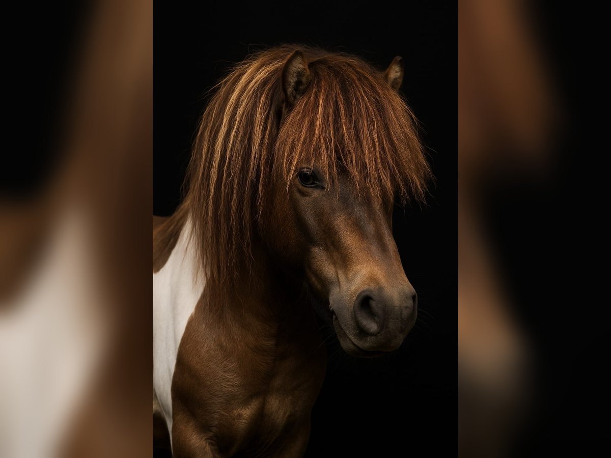 Mini Shetland Pony Stallion 15 years 8,1 hh in Gro&#xDF;enkneten
