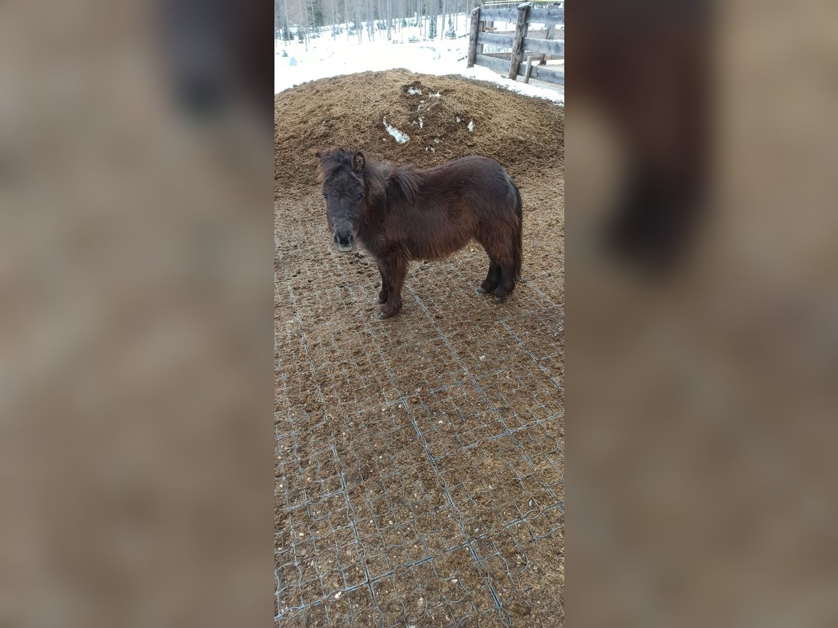 Mini Shetland Pony Stallion 1 year 6,3 hh Bay-Dark in Longiaru