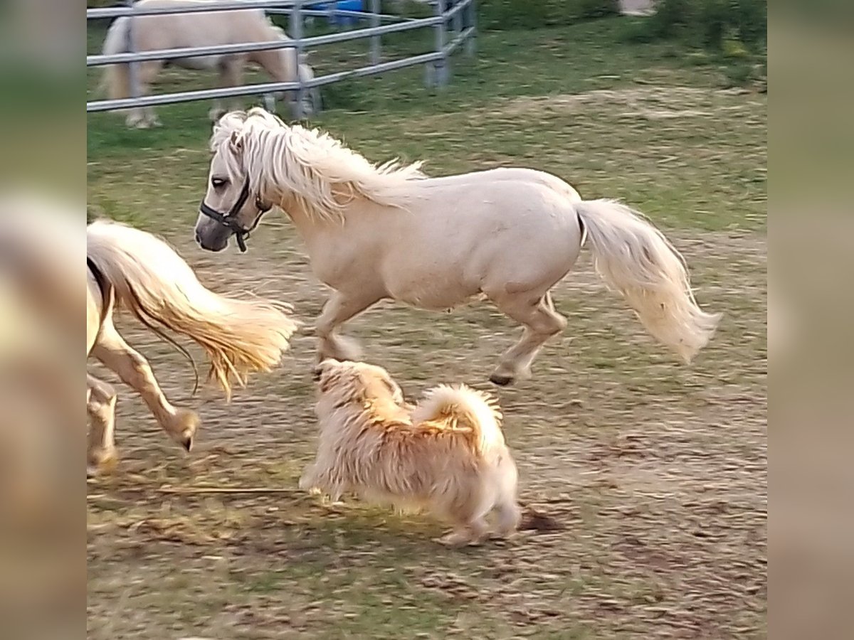Mini Shetland Pony Stallion 1 year 6,3 hh Palomino in Unterschneidheim