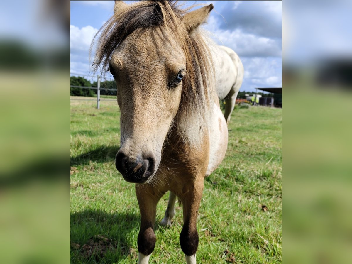 Mini Shetland Pony Stallion 1 year 7,1 hh Overo-all-colors in Ostbevern