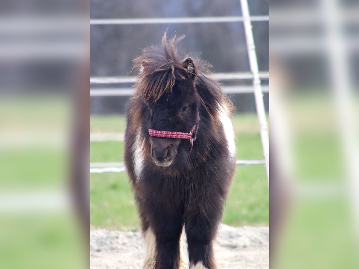 Mini Shetland Pony Stallion 1 year 8,1 hh Pinto in Kirchbichl