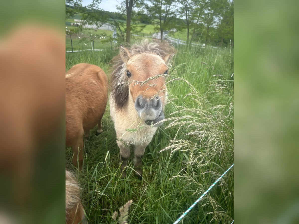 Mini Shetland Pony Stallion 1 year 8,3 hh Dun in Hechingen