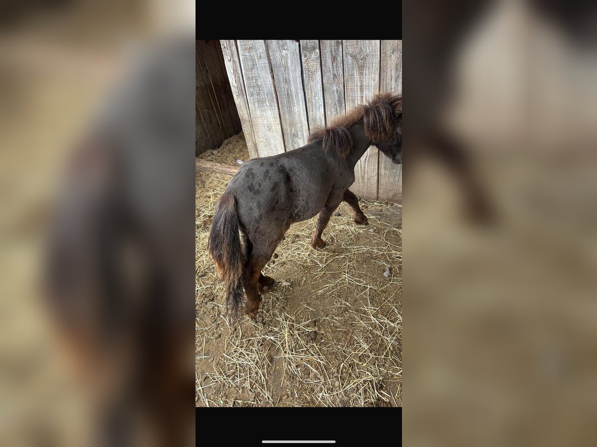 Mini Shetland Pony Stallion 1 year Leopard-Piebald in Steyregg