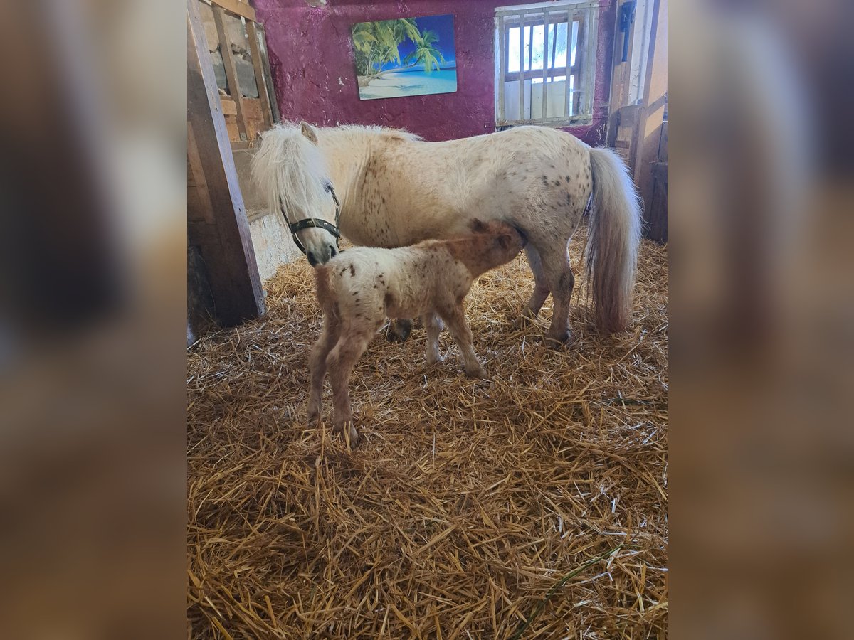 Mini Shetland Pony Stallion 1 year Leopard-Piebald in Kinsau