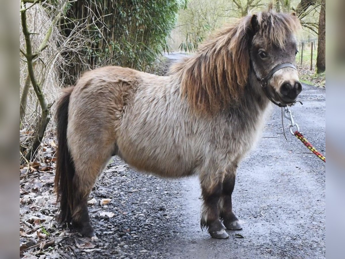 Mini Shetland Pony Stallion 2 years 6,3 hh Dun in Blaton