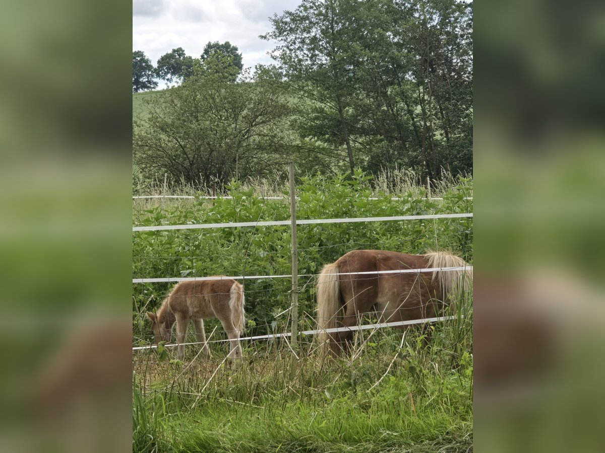 Mini Shetland Pony Stallion 2 years 6,1 hh Brown-Light in B&#xFC;hren