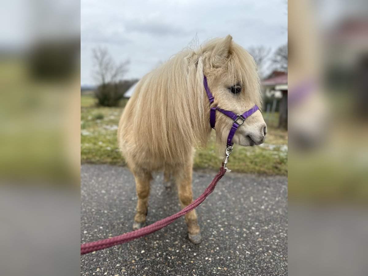 Mini Shetland Pony Stallion 2 years 7,3 hh Palomino in Rimbach