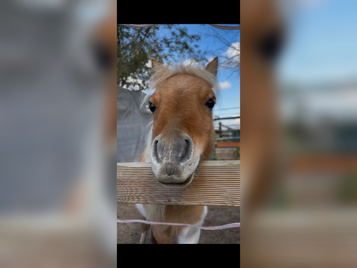 Mini Shetland Pony Stallion 2 years 7,1 hh Pinto in Obertshausen