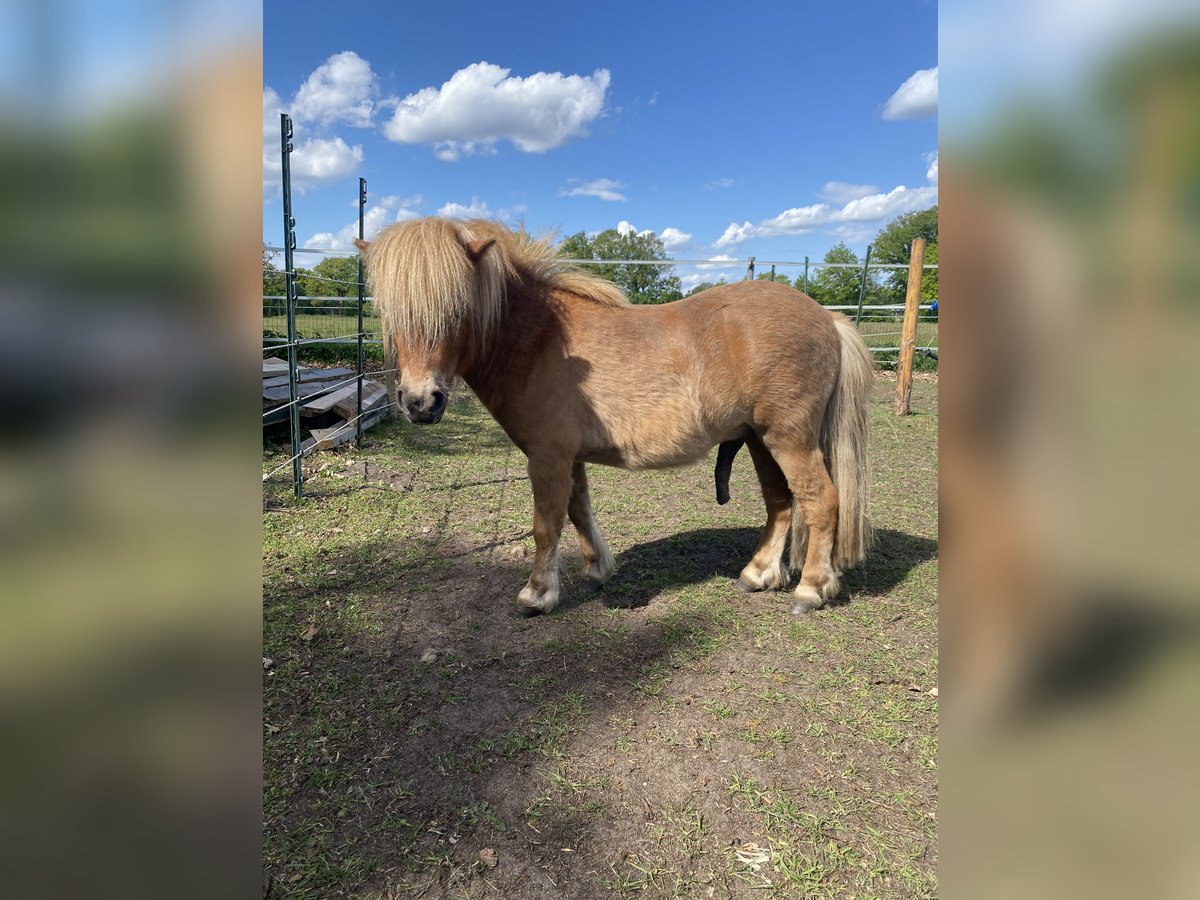 Mini Shetland Pony Stallion 2 years 7,3 hh Chestnut-Red in Norderstedt