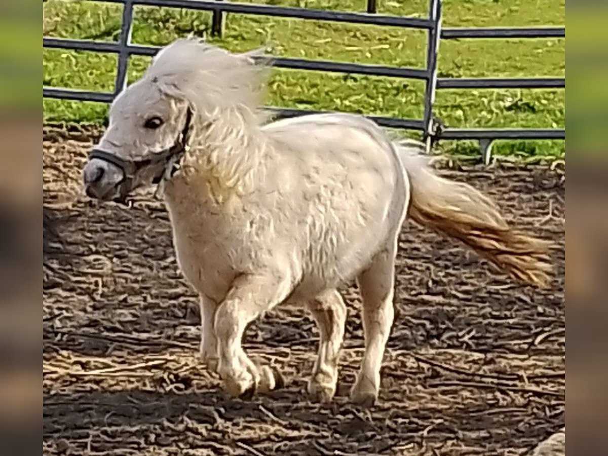 Mini Shetland Pony Stallion 2 years 7,3 hh Palomino in Unterschneidheim