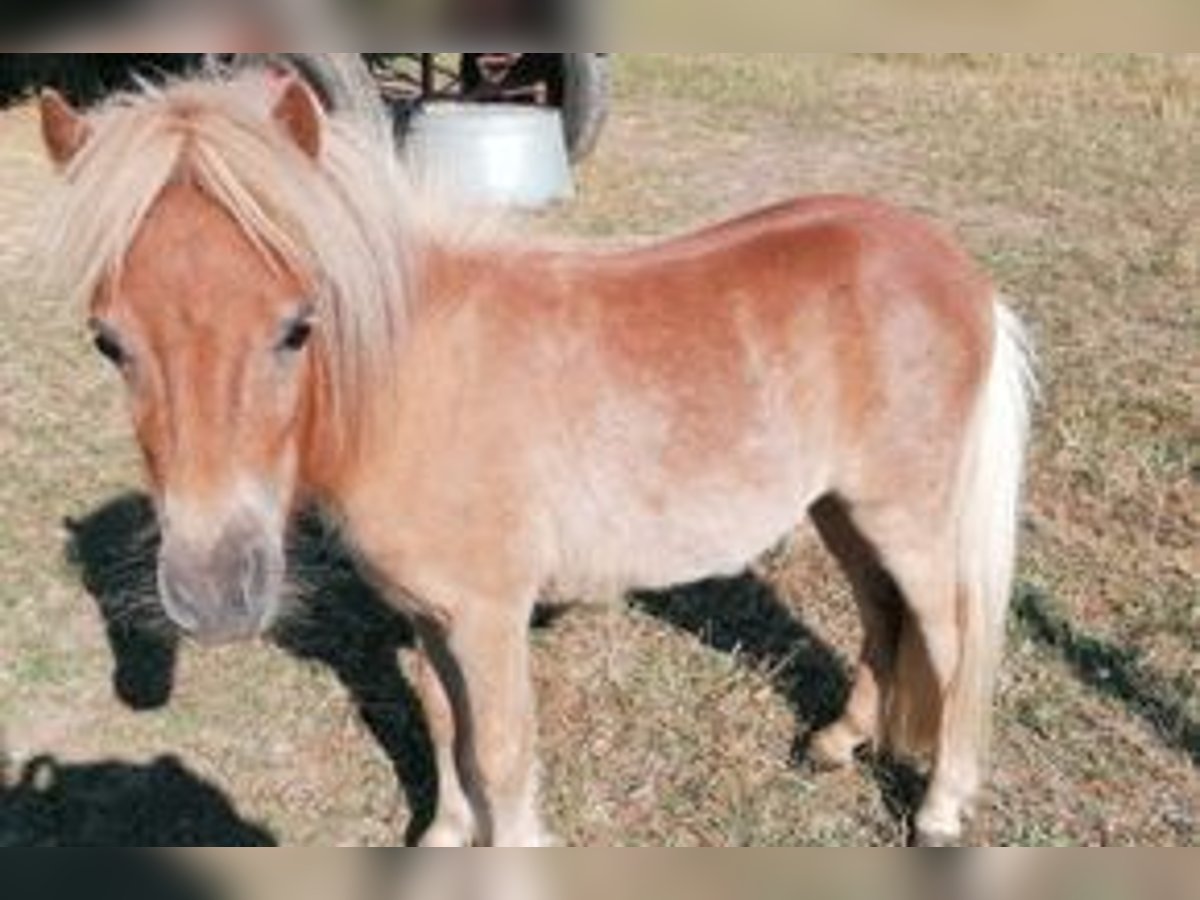 Mini Shetland Pony Stallion 2 years 8,1 hh Chestnut-Red in Eichstätt