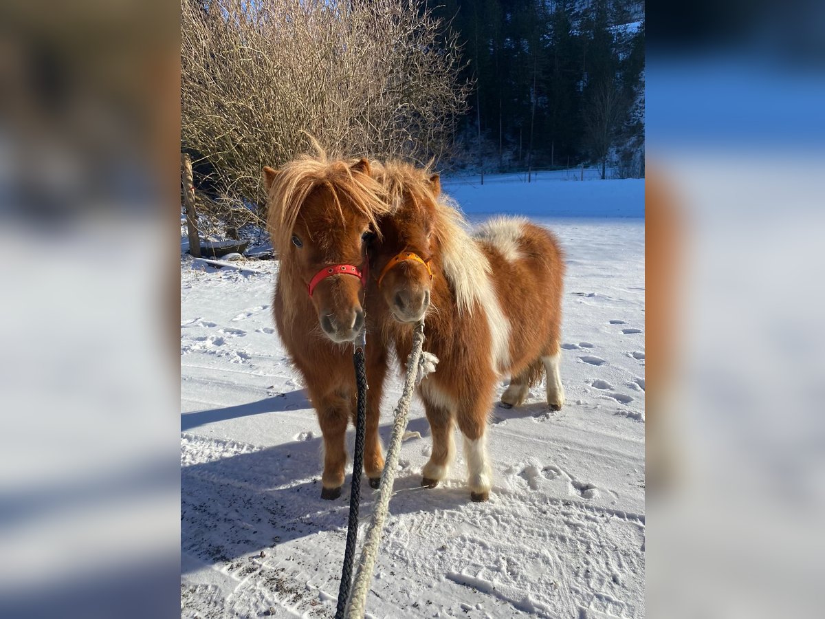 Mini Shetland Pony Stallion 2 years 8,1 hh in Waldhausen