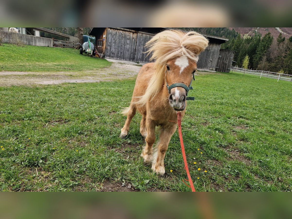 Mini Shetland Pony Stallion 2 years Chestnut-Red in Leutasch