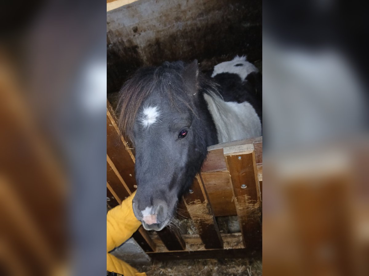 Mini Shetland Pony Stallion 3 years 8 hh in Obertilliach