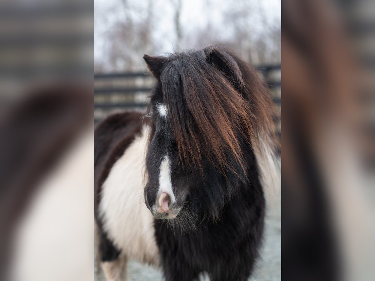Mini Shetland Pony Stallion 4 years 7,1 hh Pinto in Klodzko