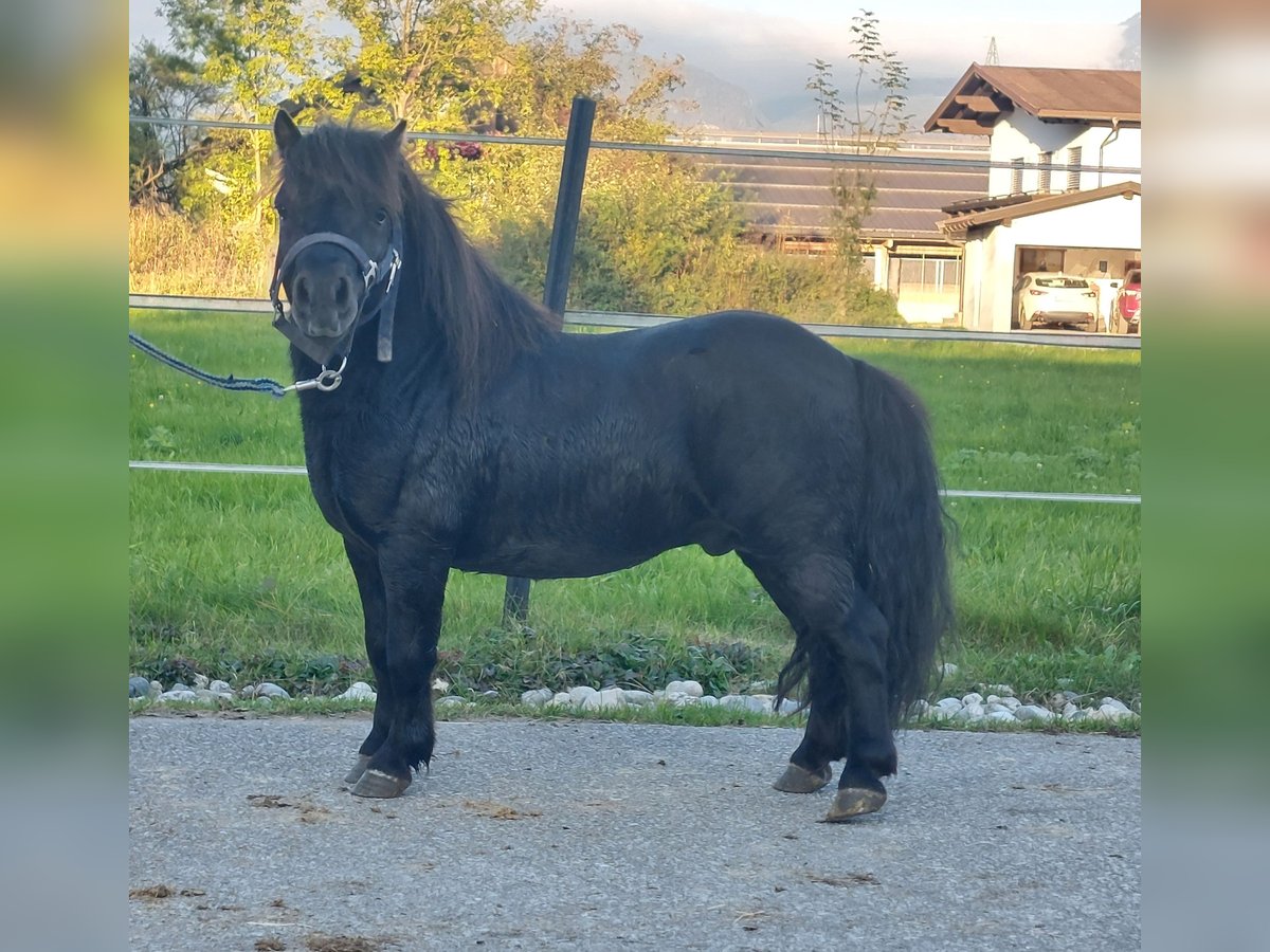 Mini Shetland Pony Stallion 4 years 8,1 hh Black in Kirchbichl