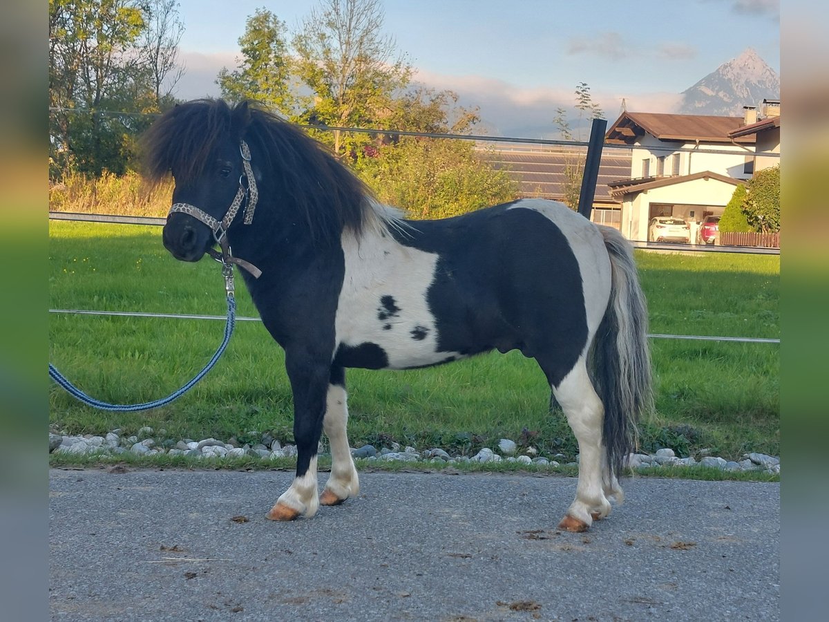 Mini Shetland Pony Stallion 4 years 8,2 hh Pinto in Kirchbichl