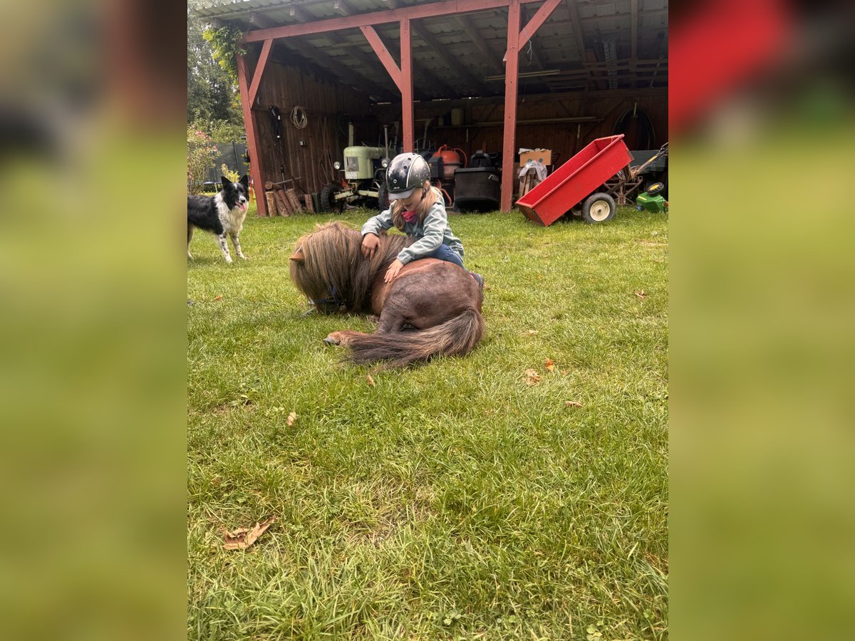 Mini Shetland Pony Stallion 4 years 8,3 hh Chestnut in Neuhausen ob EckNeuhausen
