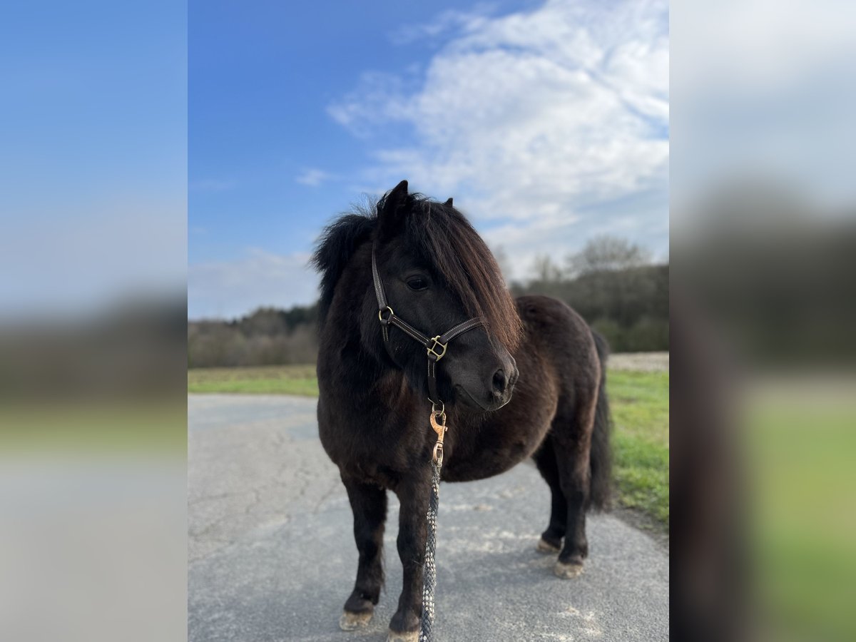 Mini Shetland Pony Stallion 7 years 8,2 hh in Westerkappeln