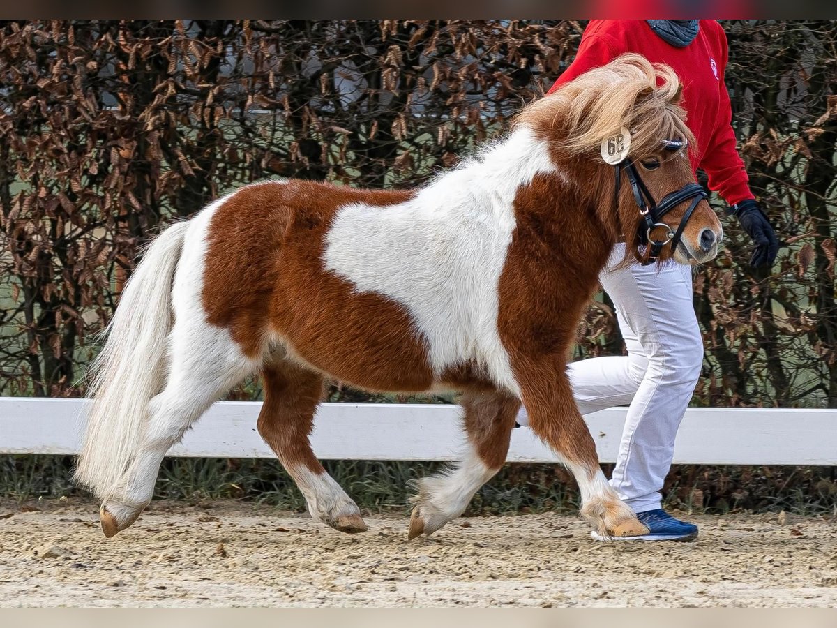 Mini Shetland Pony Stallion in G&#xFC;tersloh