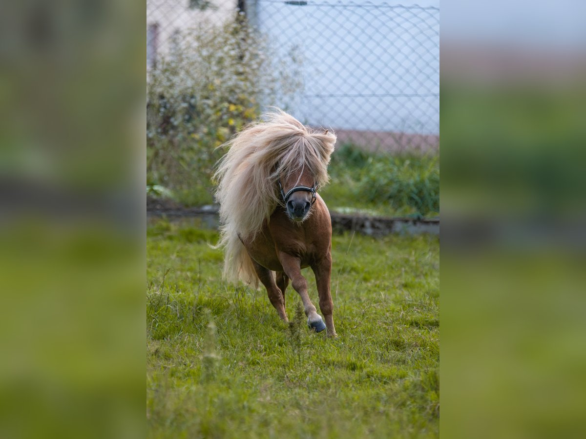 Mini Shetland Pony Stallion Chestnut-Red in Balzhausen