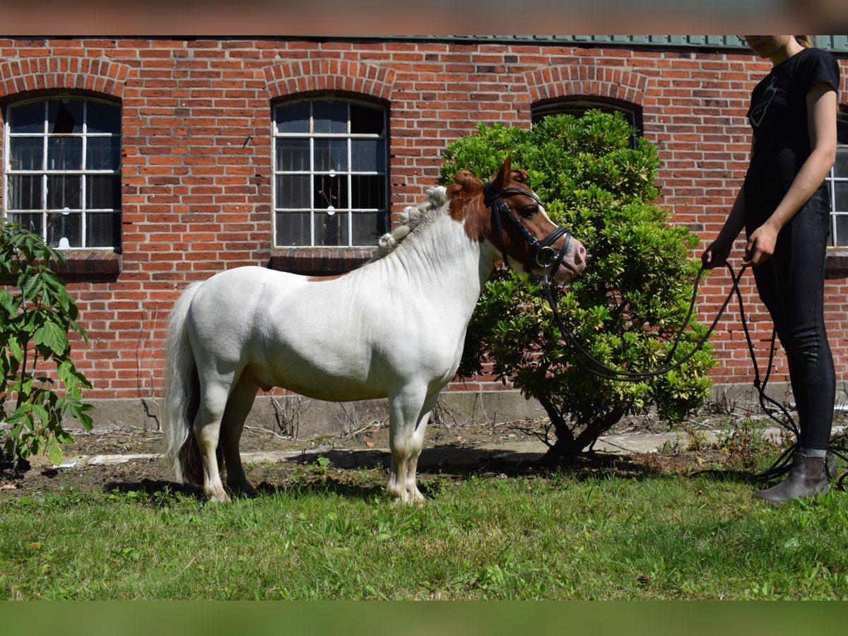 Mini Shetland Pony Stallion in D&#xE4;tgen