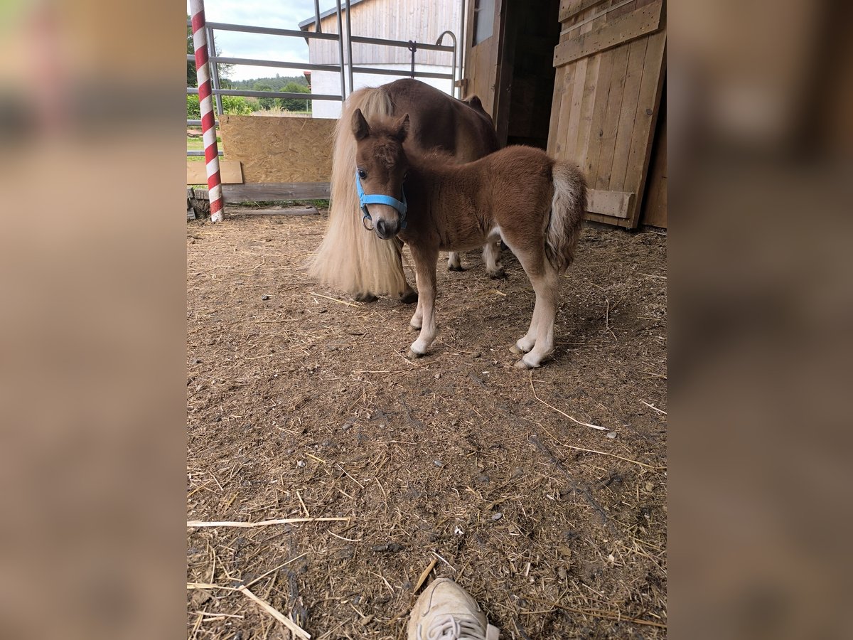 Mini Shetland Pony Stallion Foal (07/2025) 5,3 hh Palomino in Wald-Michelbach