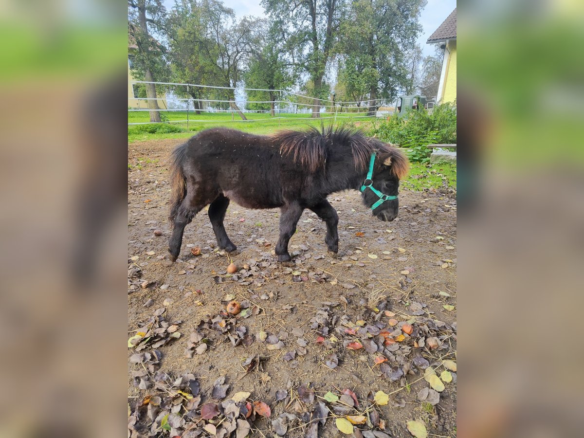Mini Shetland Pony Stallion Foal (04/2025) 6,3 hh Black in Fraham