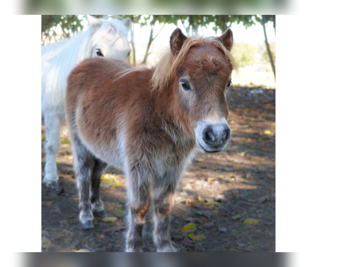 Mini Shetland Pony Stallion Foal (06/2023) 7,2 hh Chestnut-Red in