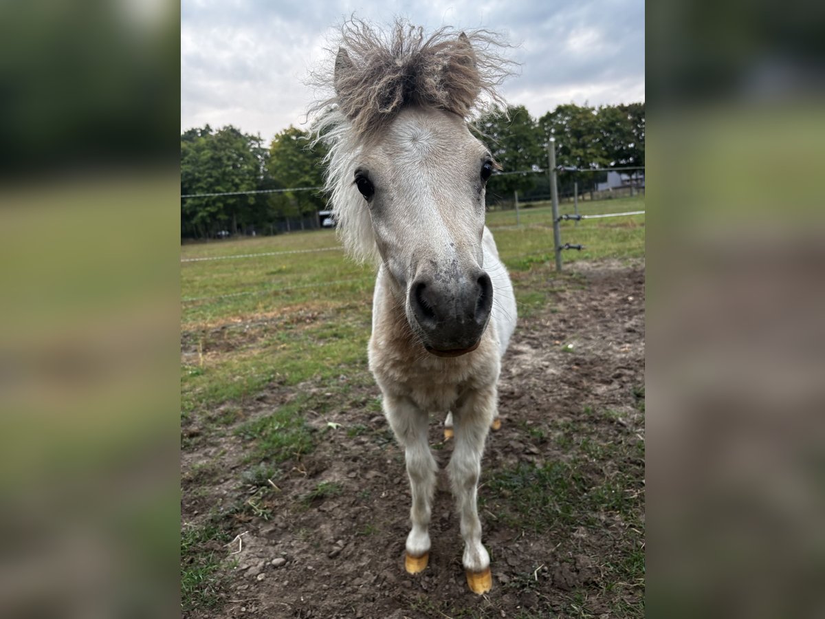 Mini Shetland Pony Stallion Foal (03/2025) 7,3 hh Pinto in Hasel&#xFC;nne