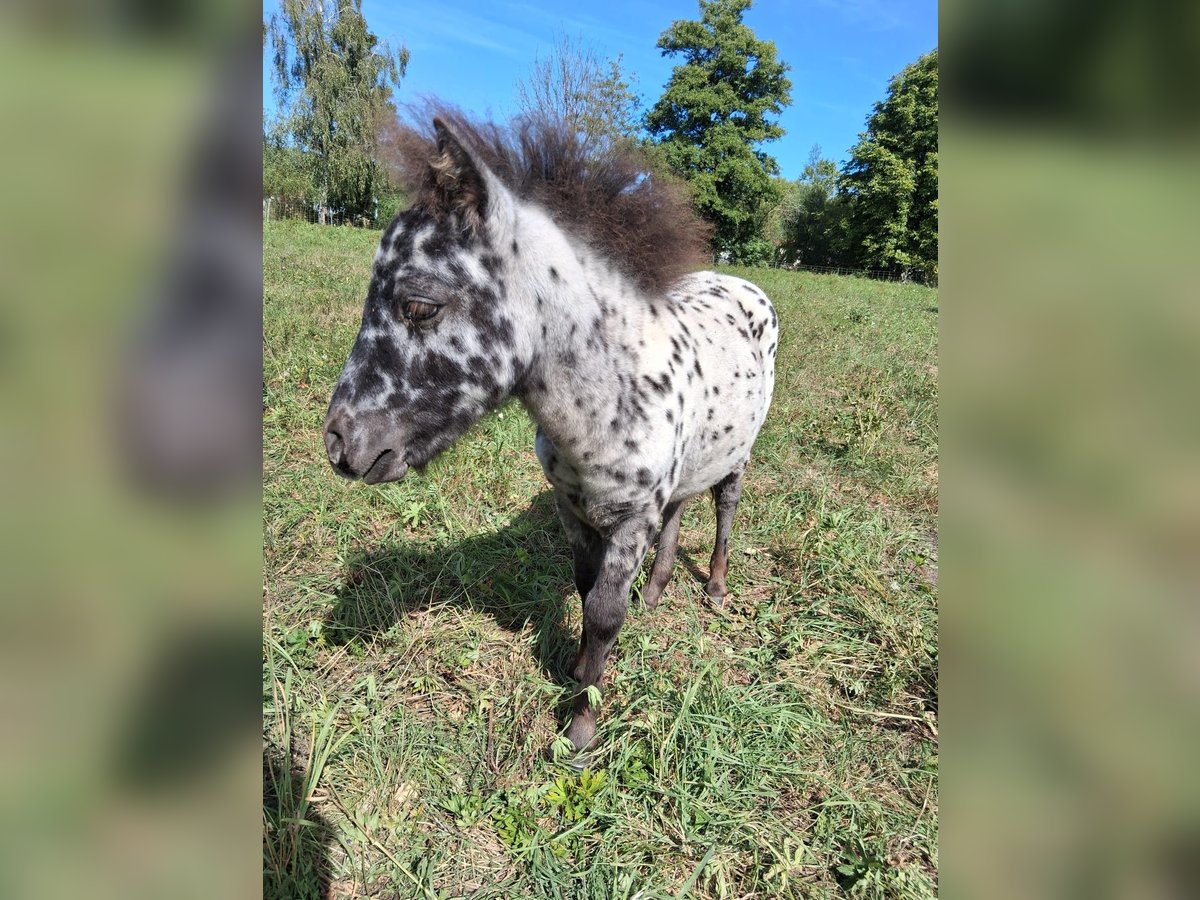 Mini Shetland Pony Stallion Foal (05/2025) Leopard-Piebald in Heldburg