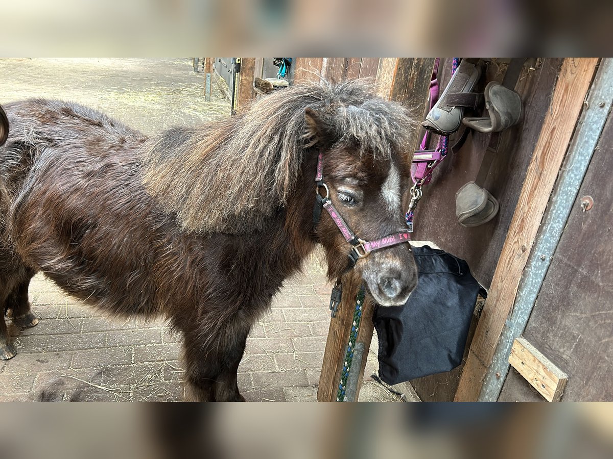 Mini Shetland Pony Stute 10 Jahre 87 cm Dunkelfuchs in Wedemark