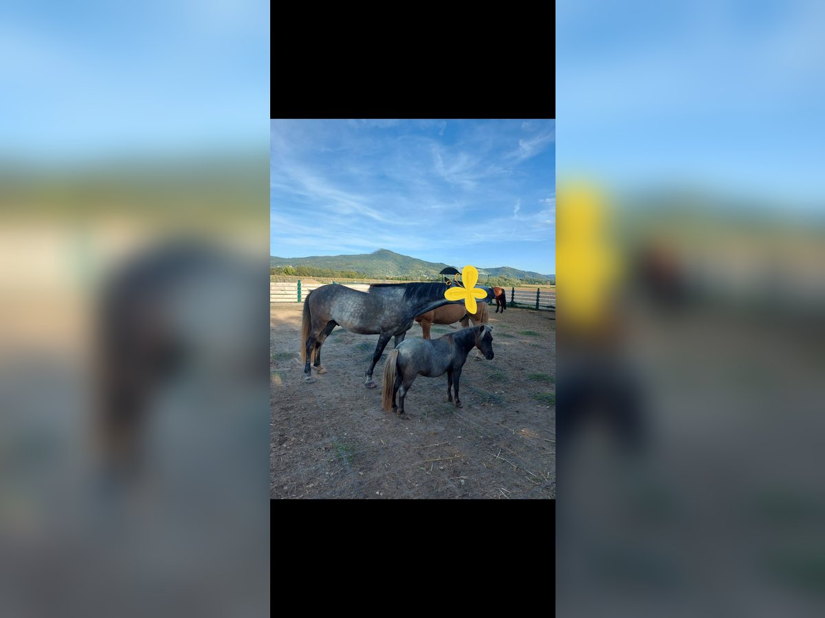 Mini Shetland Pony Mix Stute 11 Jahre 82 cm Roan-Bay in Alsbach-H&#xE4;hnlein