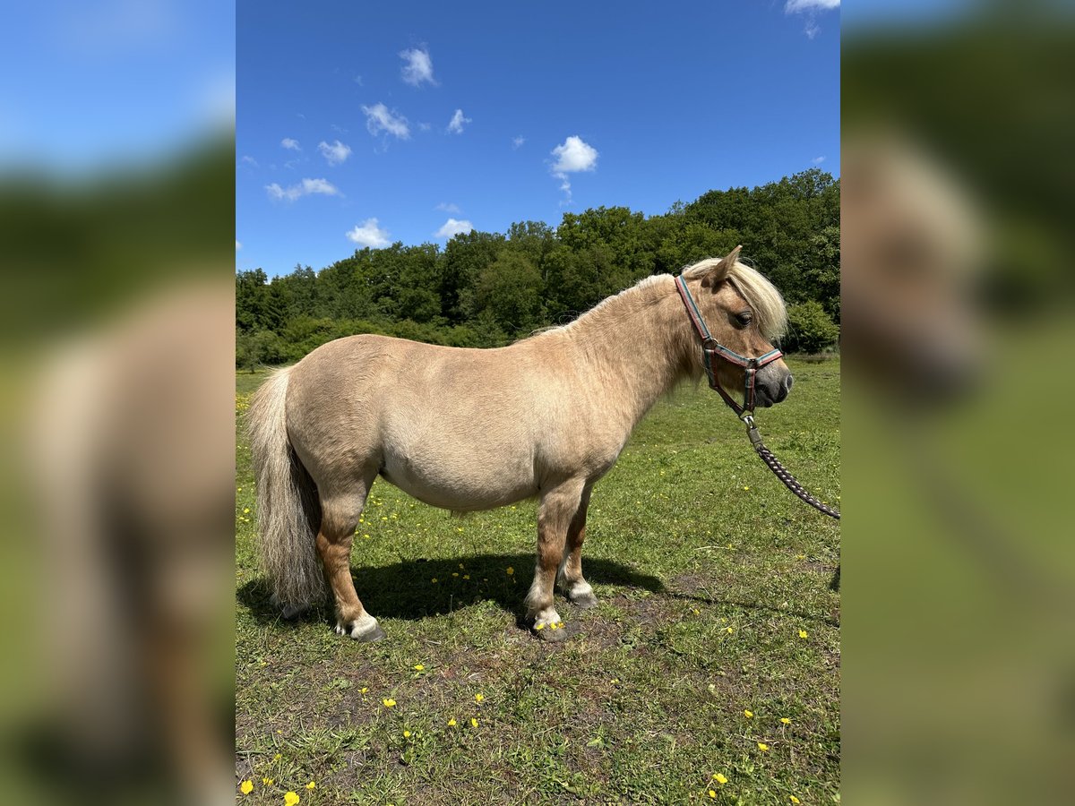 Mini Shetland Pony Stute 12 Jahre Palomino in Wacken