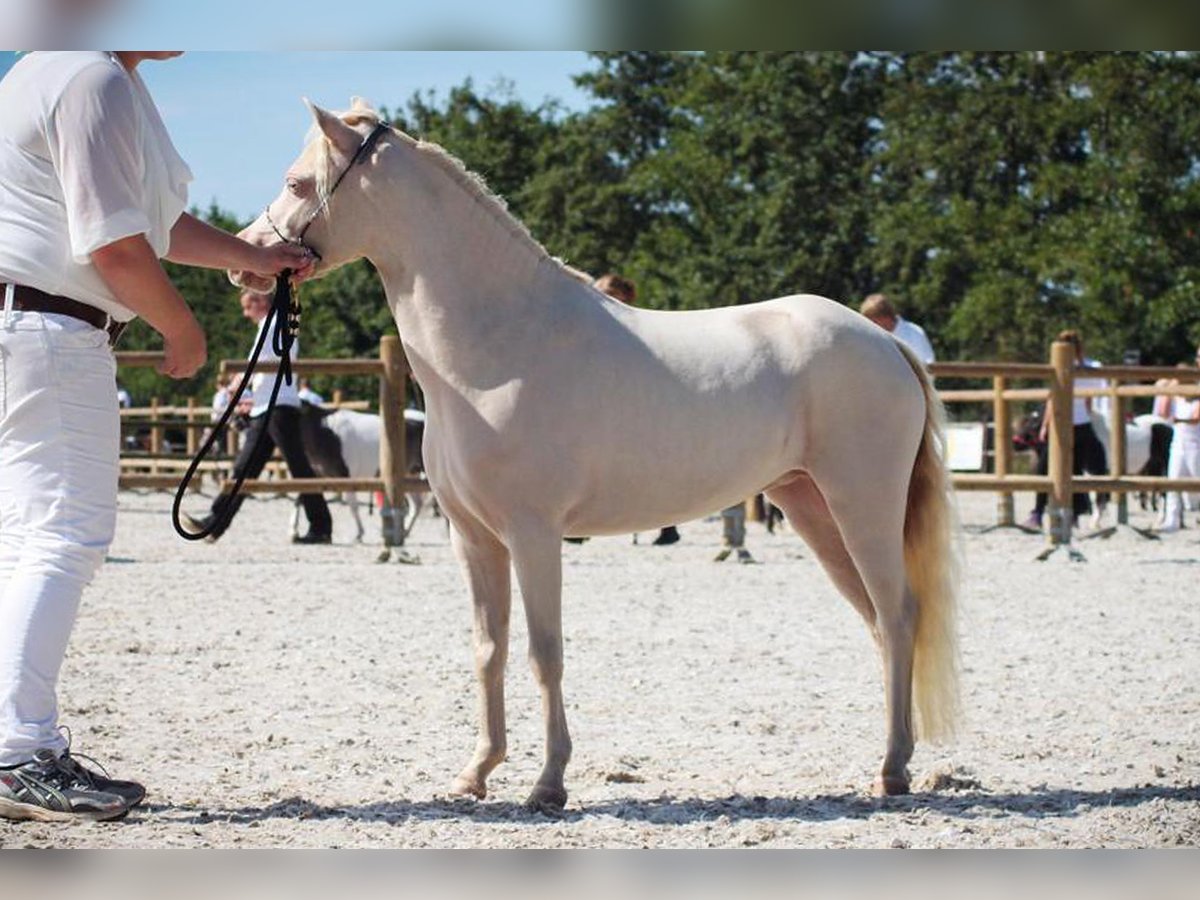 Mini Shetland Pony Stute 13 Jahre 100 cm Cremello in Warendorf