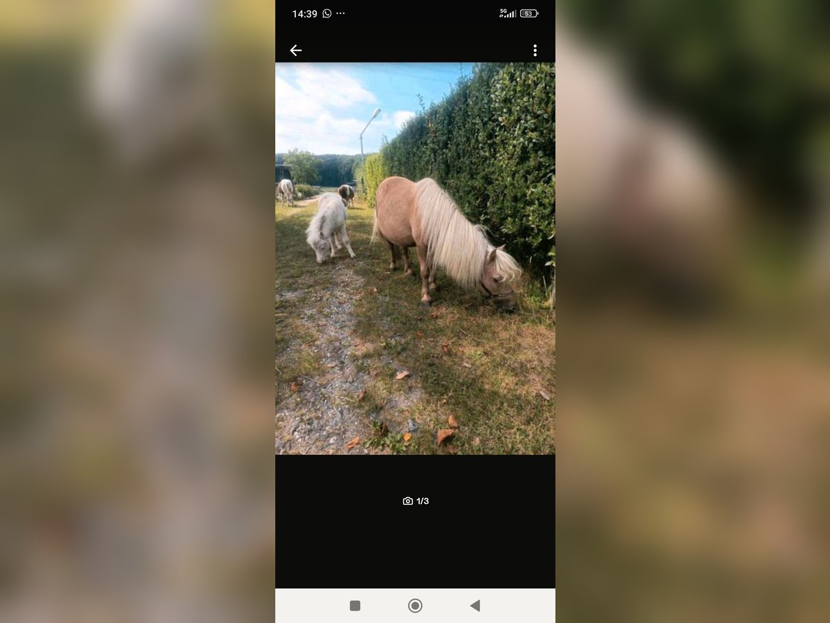 Mini Shetland Pony Stute 16 Jahre 85 cm Cremello in Gelsenkirchen
