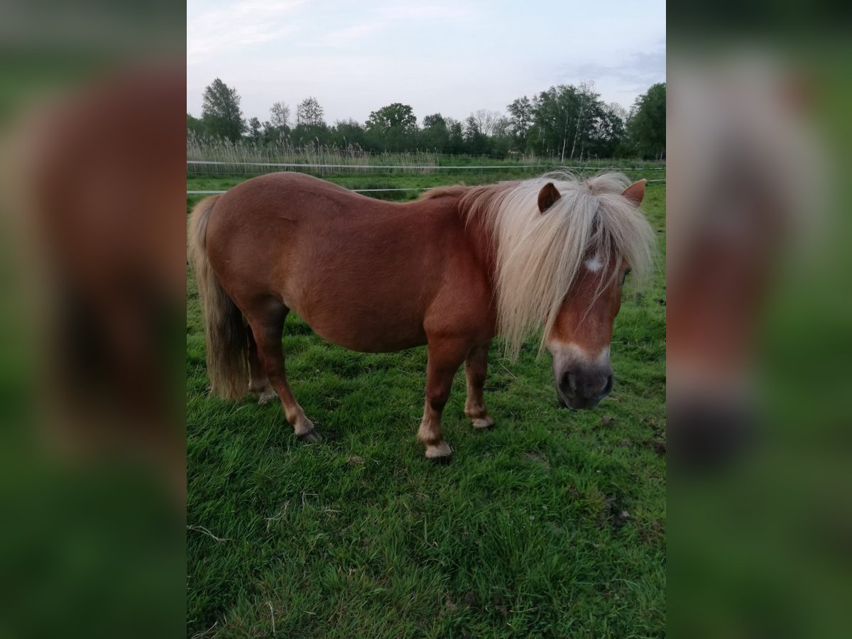 Mini Shetland Pony Stute 17 Jahre 80 cm Fuchs in Wischhafen