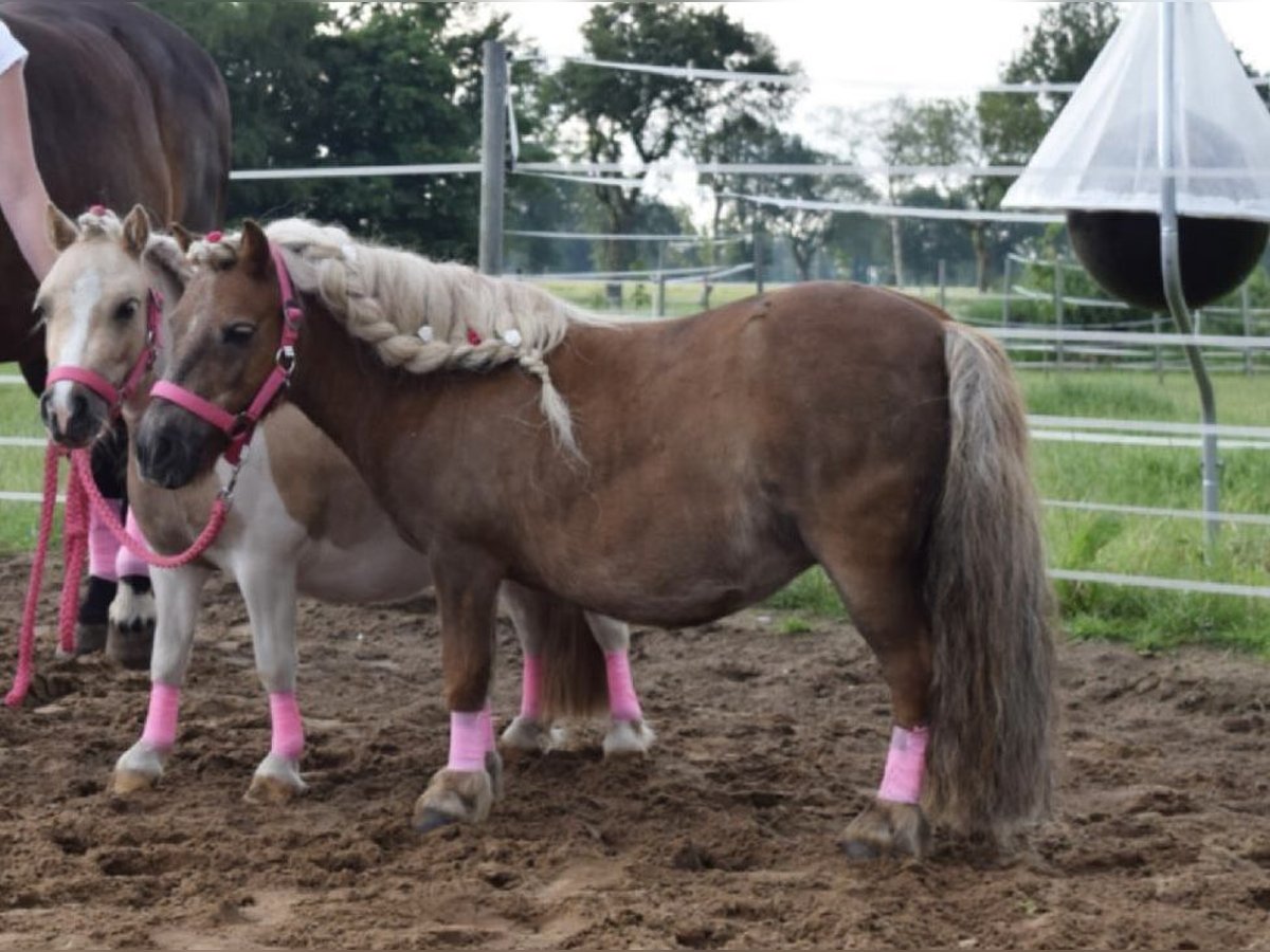 Mini Shetland Pony Stute 18 Jahre 82 cm Brauner in Schwerinsdorf