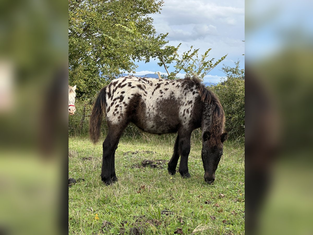 Mini Shetland Pony Stute 1 Jahr 100 cm Overo-alle-Farben in Bilbao