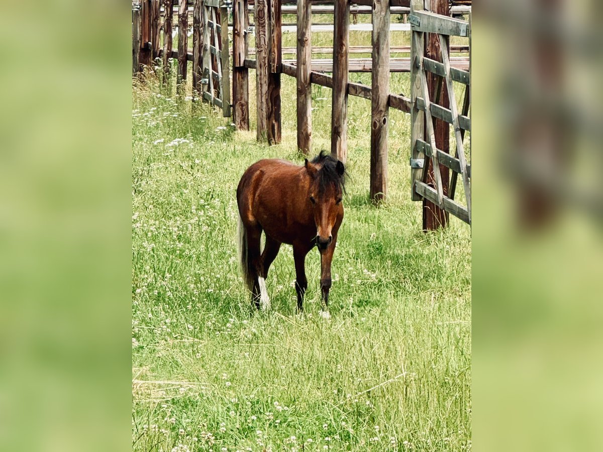 Mini Shetland Pony Stute 1 Jahr Brauner in Wachtberg Mini Shetland Pony Stute 1 Jahr Brauner in Wachtberg