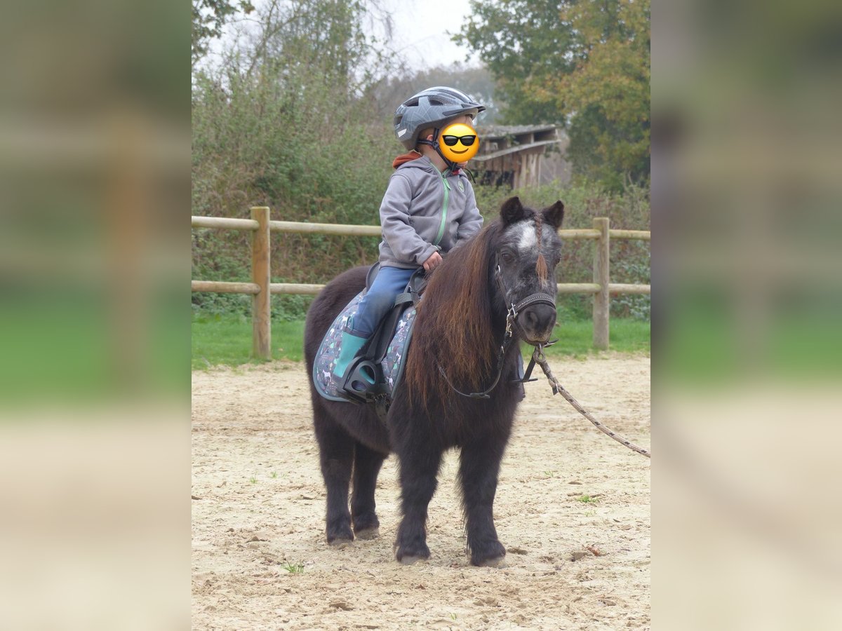 Mini Shetland Pony Stute 21 Jahre 85 cm Rappe in Halle