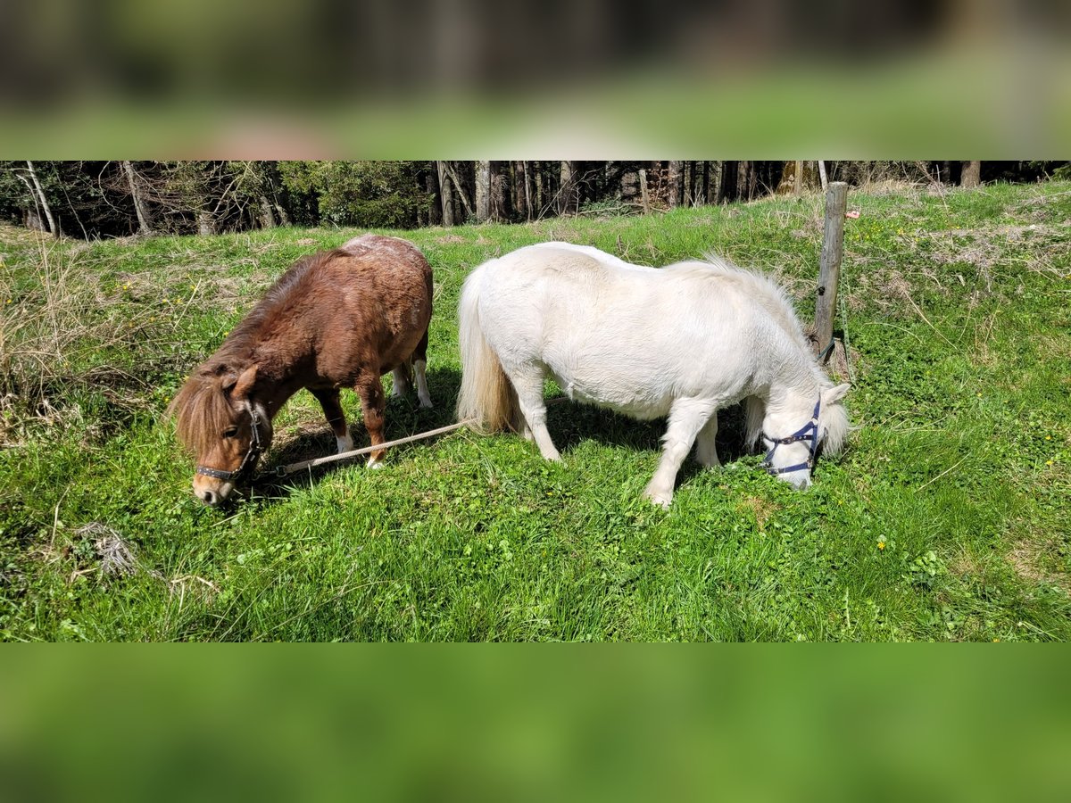 Mini Shetland Pony Stute 23 Jahre 88 cm Schimmel in Waldkirch