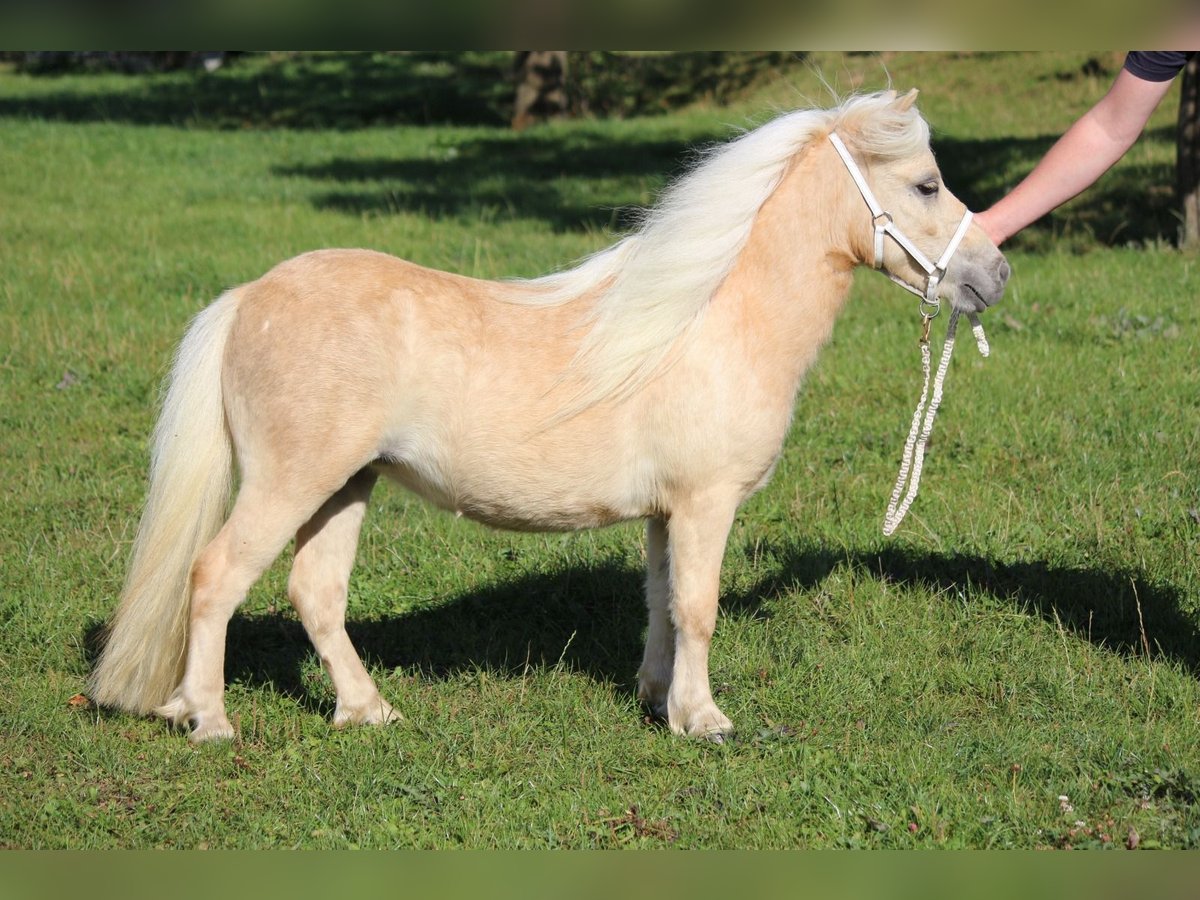 Mini Shetland Pony Stute 2 Jahre 80 cm Palomino in Ense Mini Shetland Pony Stute 2 Jahre 80 cm Palomino in Ense