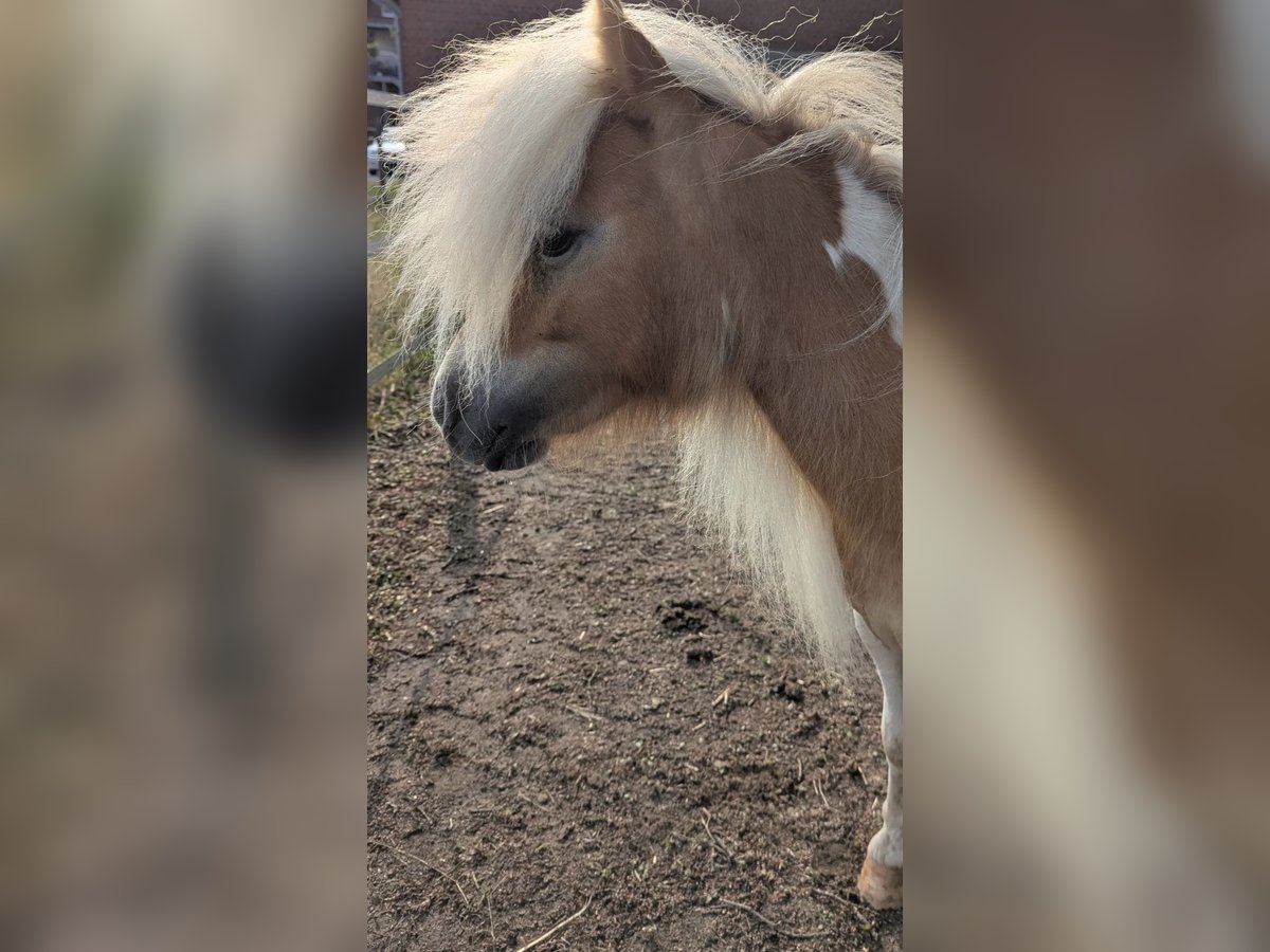 Mini Shetland Pony Stute 2 Jahre 82 cm Schecke in Heiden