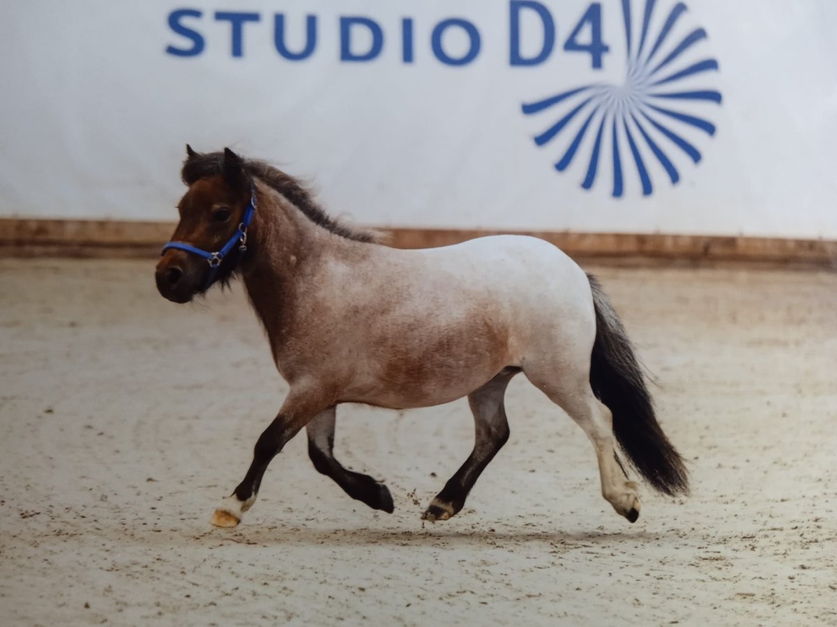 Mini Shetland Pony Stute 3 Jahre 78 cm Roan-Bay in Reppichau