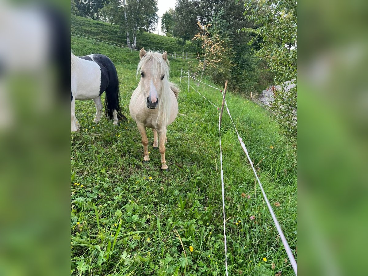 Mini Shetland Pony Stute 4 Jahre 78 cm Dunalino in St. Andrä