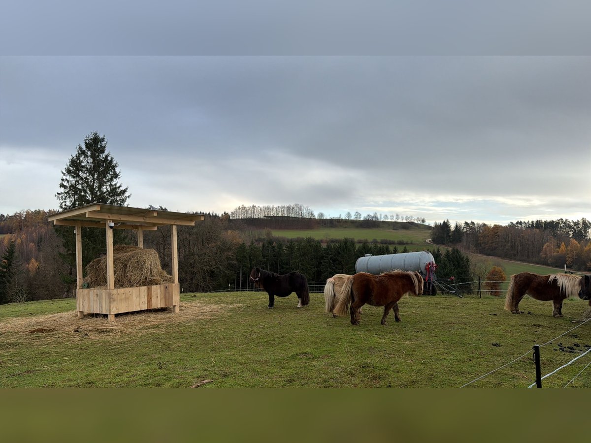 Mini Shetland Pony Stute 4 Jahre 86 cm Fuchs in Kronach