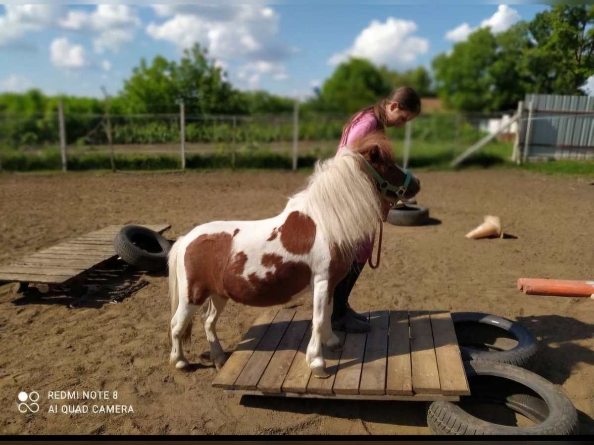 Mini Shetland Pony Stute 7 Jahre 75 cm Schecke in Nagyhalász