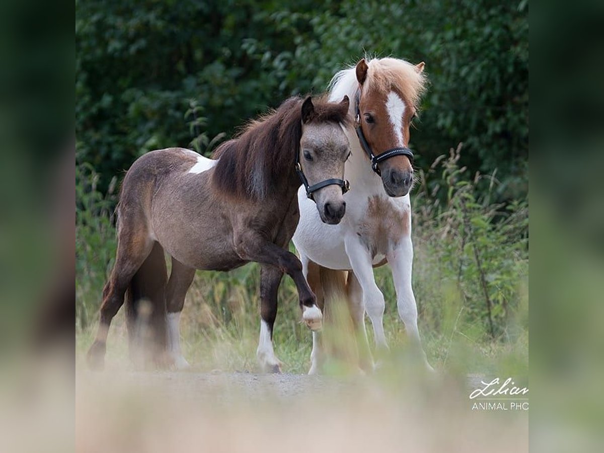 Mini Shetland Pony Stute 8 Jahre in Wetzlar